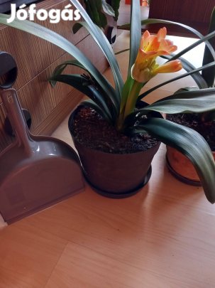 1-2 éves klivia narancsliliom növendék