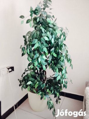 1,5 Méteres Műfa fikusz csavart törzzsel nagy cserépben