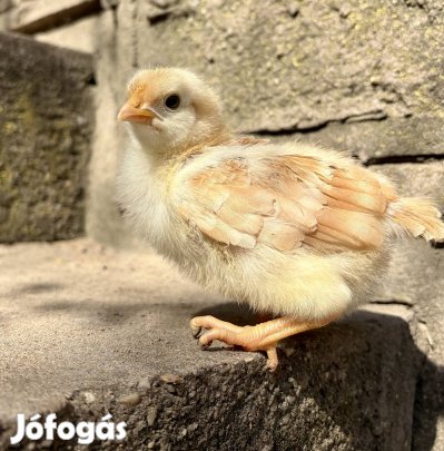 1,5 hetes new hampshire csibe