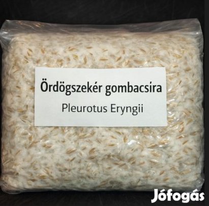 1 Liter Ördöszekégomba [Pleurotus Eryngii] Csíra (6232)