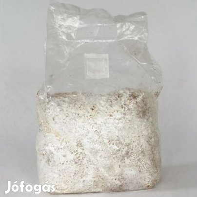 1 Liter  Késői Laska [Pleurotus Ostreatus] Gombacsíra (6246)
