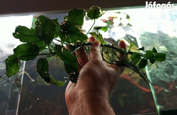 1 anubias akváriumi növény eladó