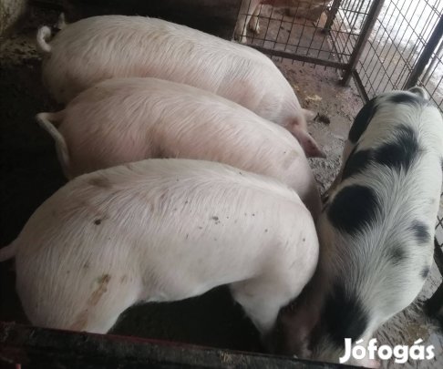 1 artany 1 Koca turcsi rövid orrú