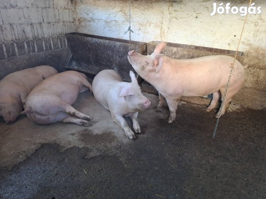 1 db 120 -130 kilós hízó