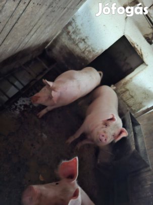 1 db hízó eladó