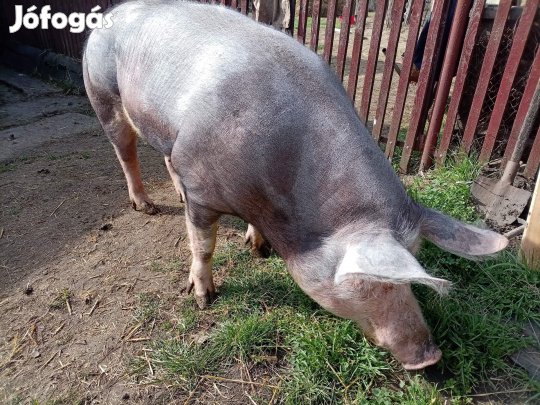 1 db hízó eladó