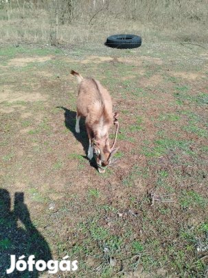1 év körüli bak kecske eladó 