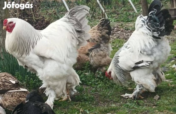 1 éves Brahma kakasok