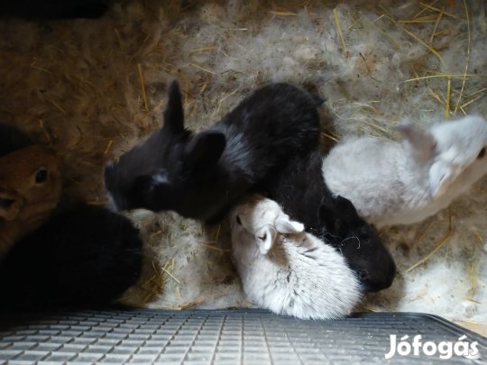 1 éves bak nyúl eladó