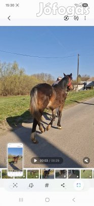 1 eves csődör csikó