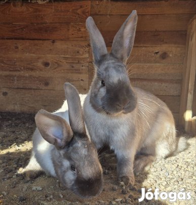 1 éves ivarérett Székely anyanyulak