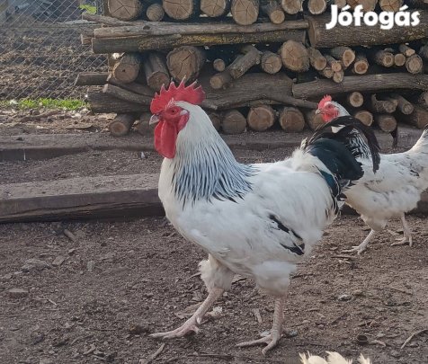 1 éves kakasok máshol kapirgálnának