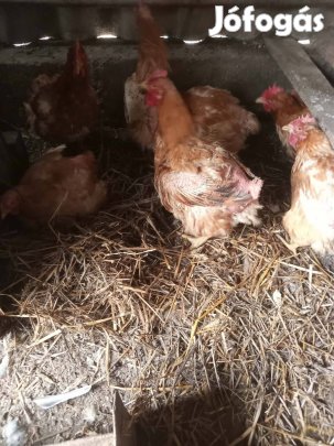 1 éves tojó tyúkok