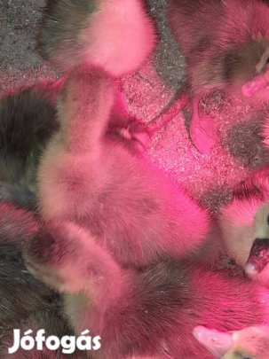 1 hetes Landeszi májlibák eladók!