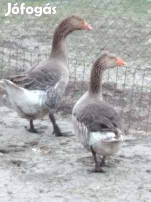 1 pár szurke liba eladó