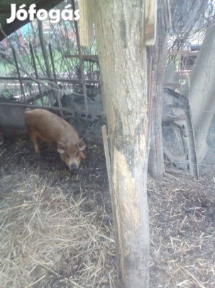 1db Leányzó malac eladó