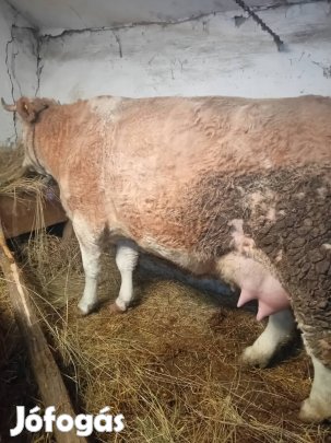 1db tehén 2 borjúval eladó