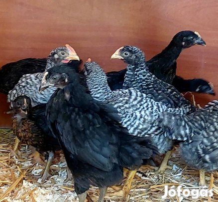 1db tetra sperber 12 hetes kakas