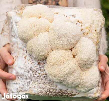 1kg Friss Süngomba, Oroszlánsörénygomba (6312)