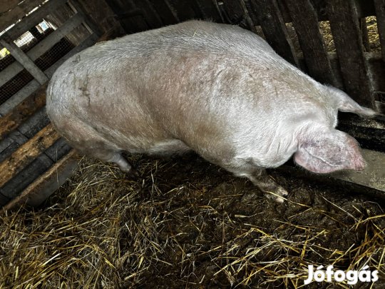 1x fialt anyadisznó