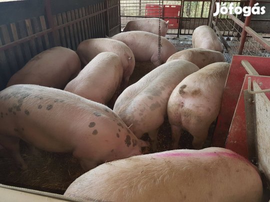 200-220 kgos Hízók eladók