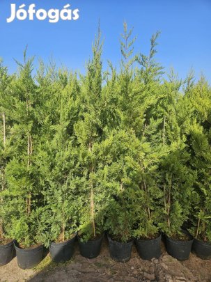 200cm Leylandi ciprus Budapesten!