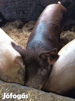 200kg sertés eladó