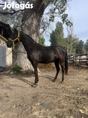 2021-es Lipicai kanca eladó