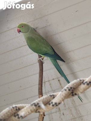 2022-es zártgyűrűs kissándor tojó