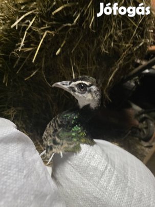 2023-as Kék Páva pár költözne!