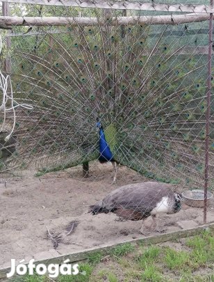 2023-as Kék páva pár!