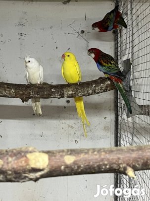 2023 kissándor tojo