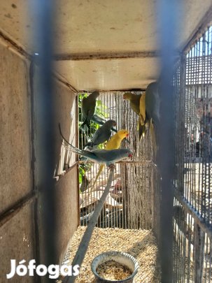 2024-es kissándor papagájok eladók