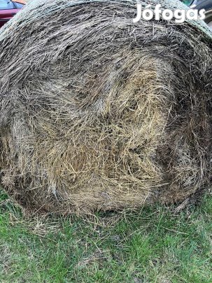 2024-es lucernabála