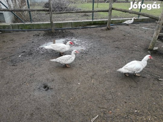 2025 - ös fehér néma kacsák költöznének. 