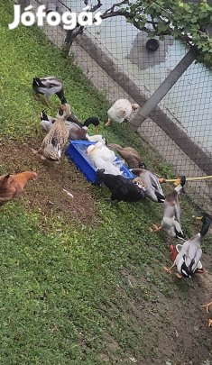 2025-ös Futókacsa gácsérok és tojók költöznének Vadas színben 