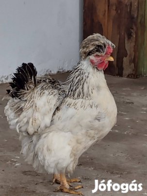 2025-ös jércék eladóak