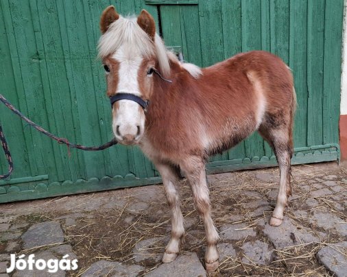 2025-ös születésű, tisztavérű haflingi méncsikó származással eladó