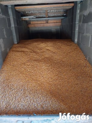 2025-ös toxinmentes kukorica eladó