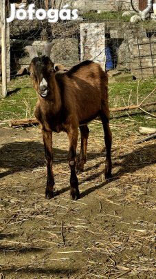 2025 tavaszi születésű bak kecske