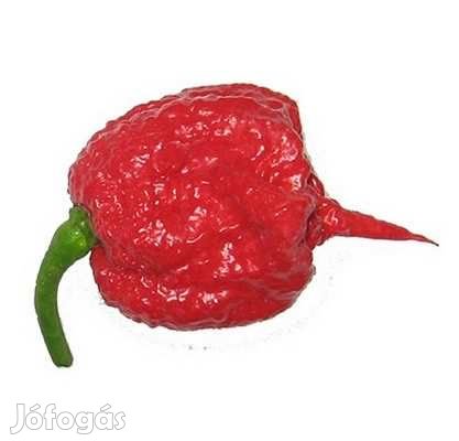 20 db CAROLINA REAPER Chilimag  (3186)