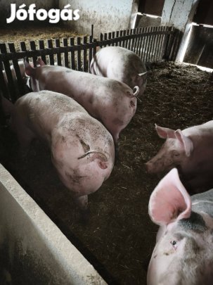 20 db extra sonkás KA-Hyb húshízó Lajosmizsén