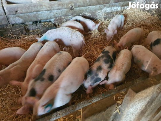 20 db süldő eladó!