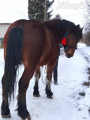 20 hónapos csődör csikó