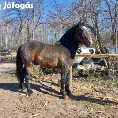 20 hónapos csődör csikó. 