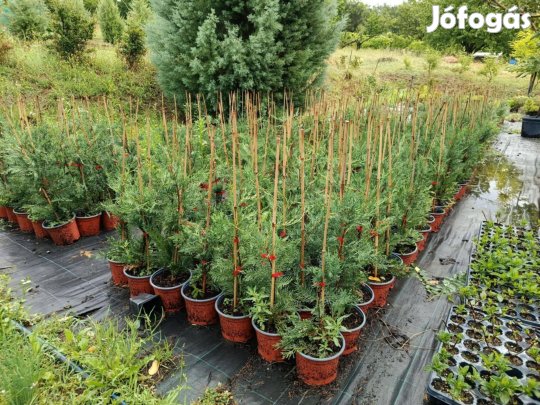 20 méter Leylandi sövény csomag 40 db ciprus