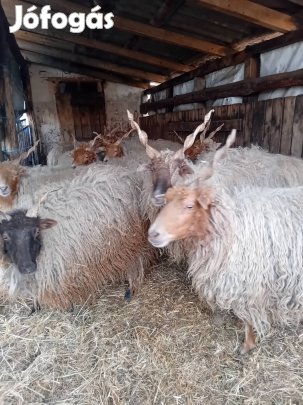 23db racka juh eladó vagy cserélhető