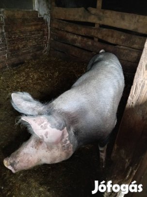 250 kg hízó eladó