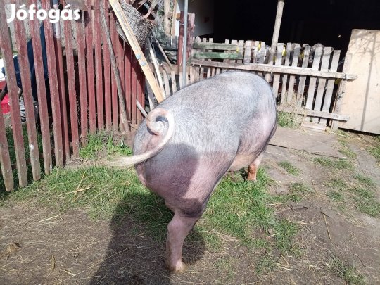 250 kg hízó eladó ár alatt