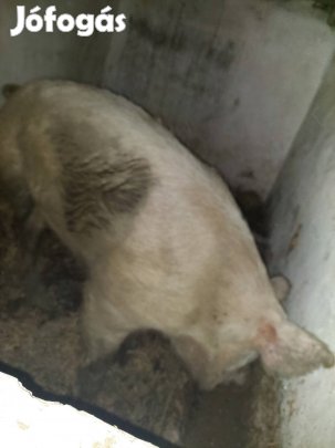 250 kilos aktív kan 